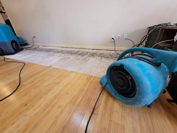 Professional Water Damage Repair technician working in New Port Richey, FL